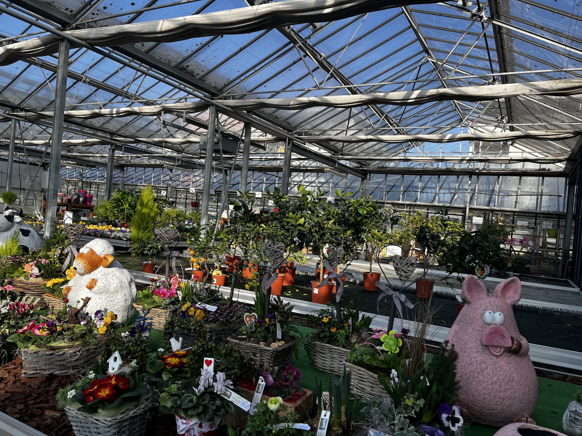 PEPINIERE3 | Le jardinier Quelles sont les variétés de la primevère ? Schiltigheim