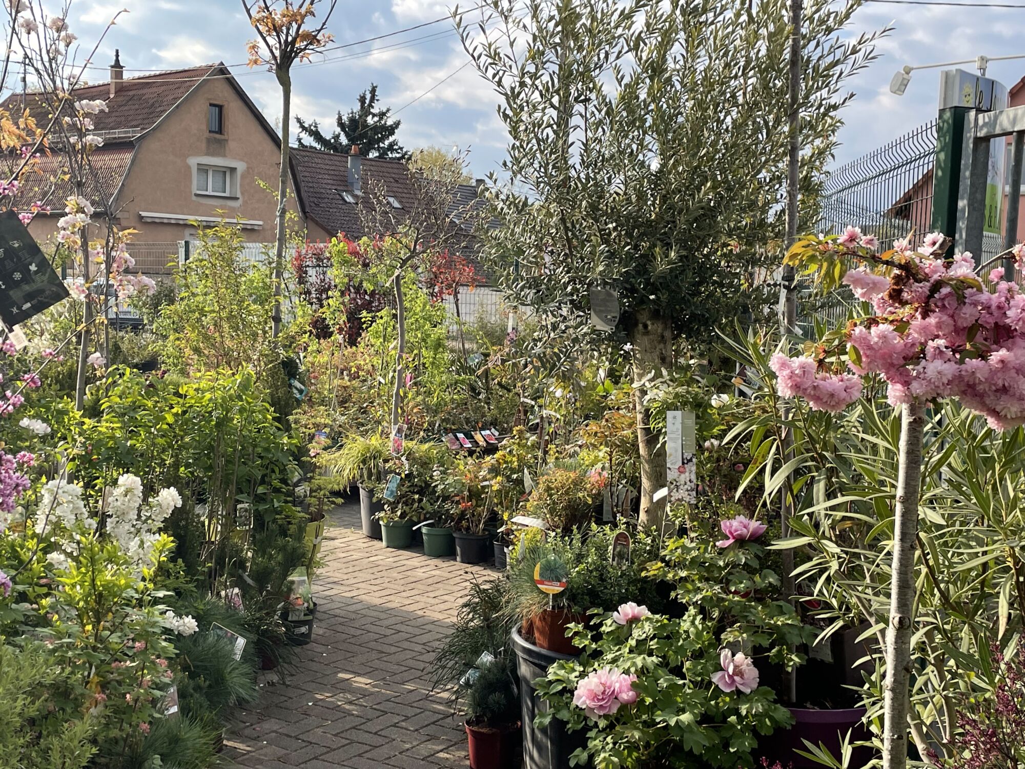IMG_3035 | Le jardinier Pépinière et décorations pour jardin à Sélestat près de la Vallée de Villé Bischheim 3