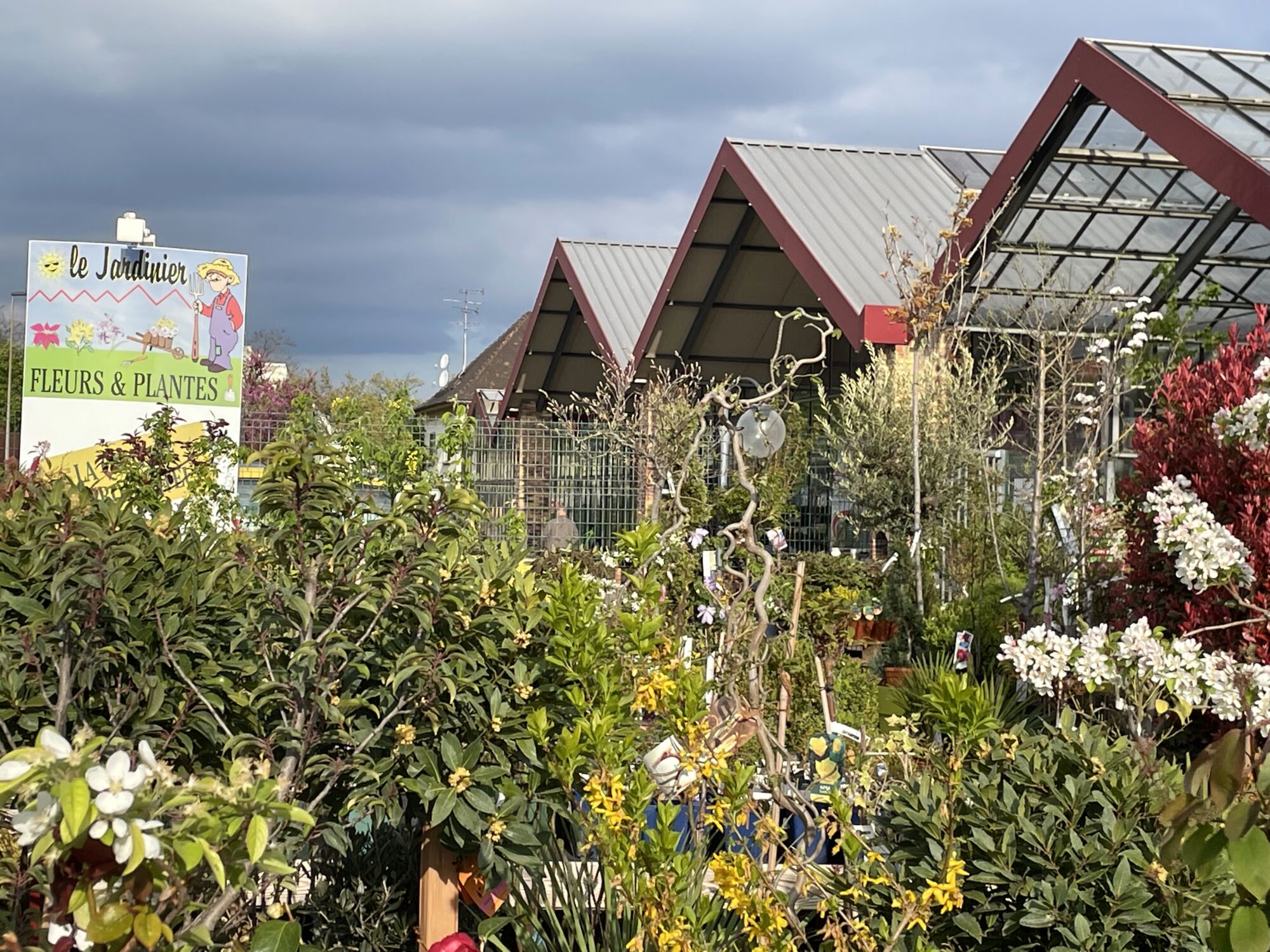 IMG_3044 | Le jardinier Pépinière et décorations pour jardin à Sélestat près de la Vallée de Villé Colmar