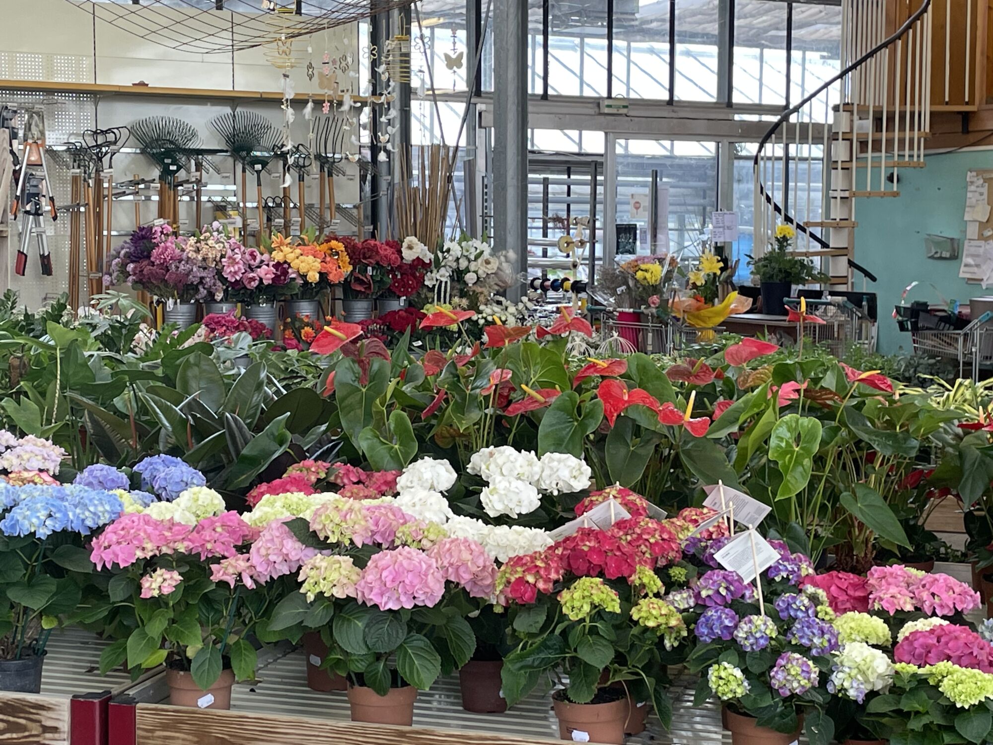 IMG_3062 | Le jardinier Votre producteur de fleurs et compositions florales de qualité cultivées localement à Sélestat près de Barr Colmar 3