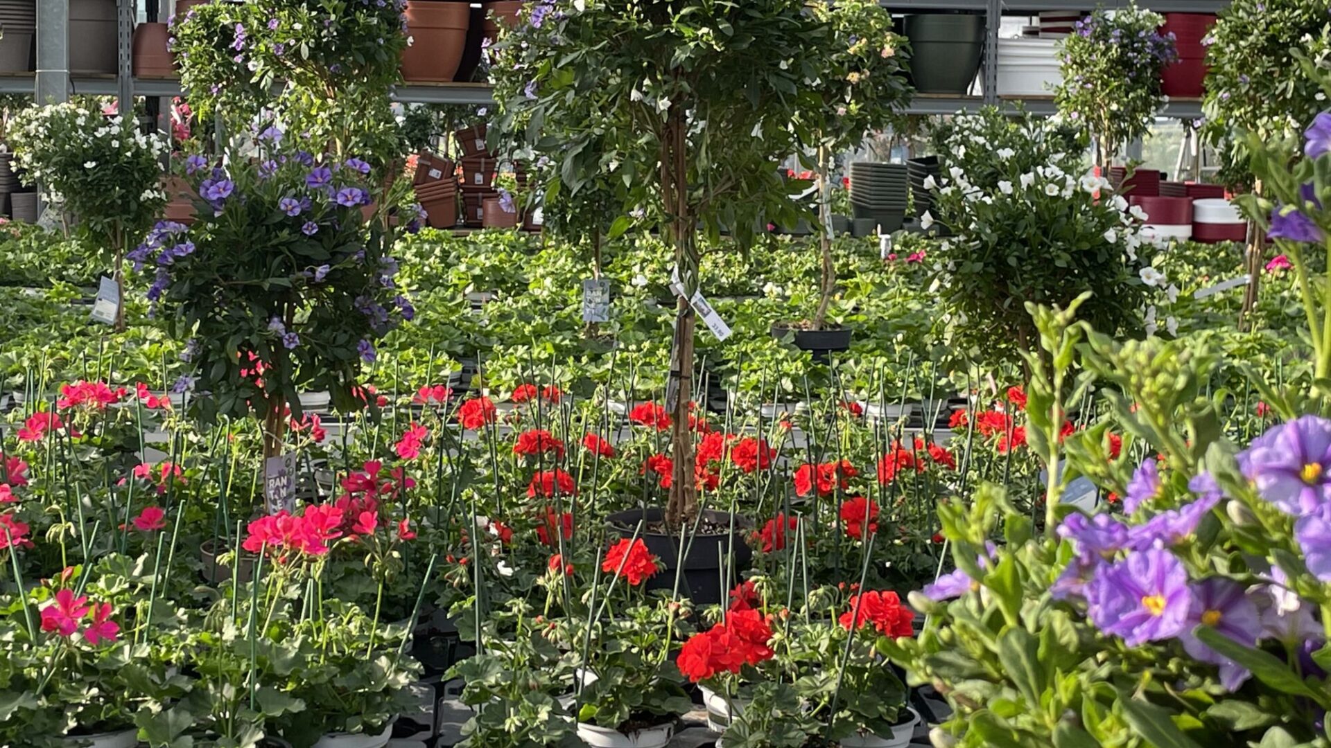 IMG_3074 E1682515833504 1920X1080 | Le jardinier Votre producteur de fleurs et compositions florales de qualité cultivées localement à Sélestat près de Barr Saint-Dié-des-Vosges