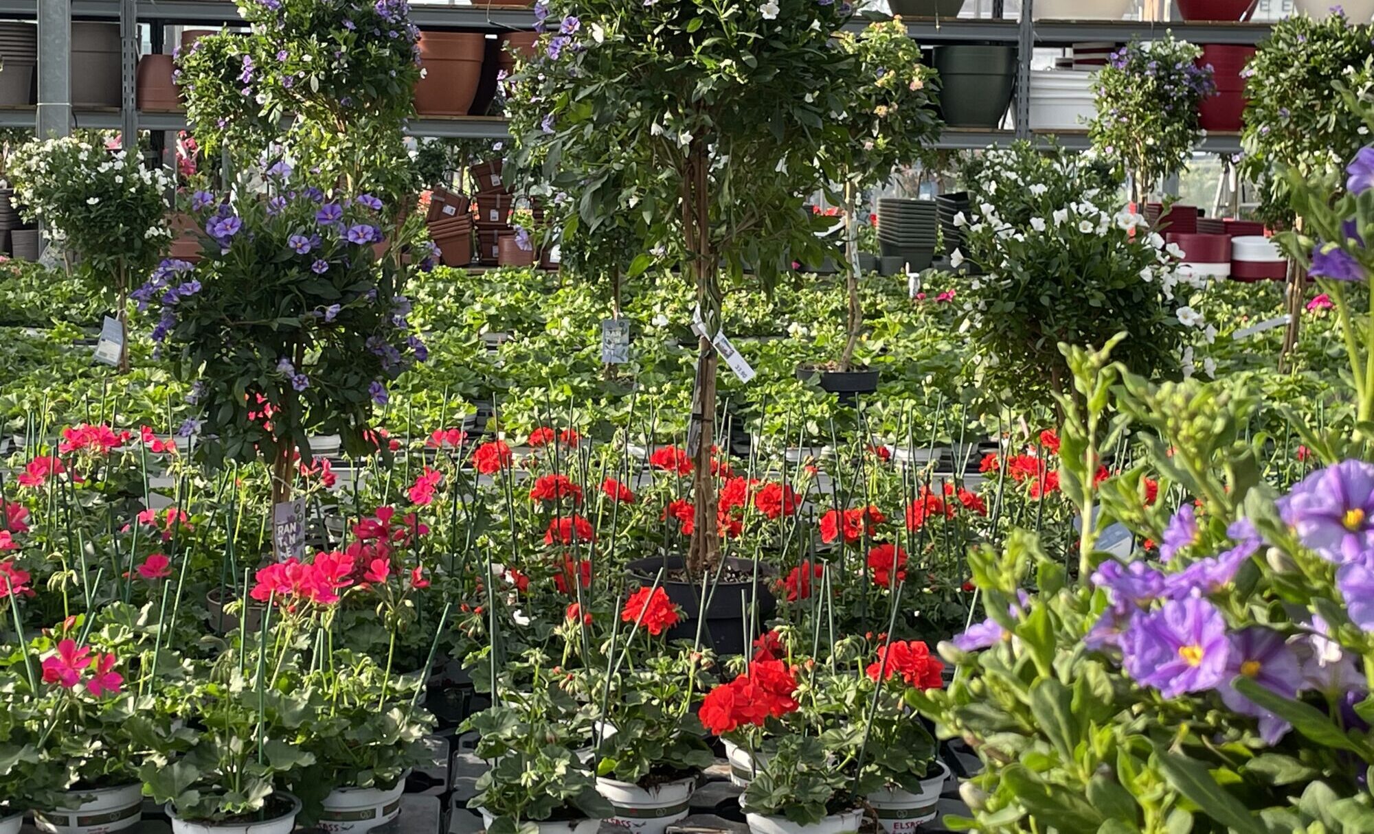 IMG_3074 E1682515833504 | Le jardinier Votre producteur de fleurs et compositions florales de qualité cultivées localement à Sélestat près de Barr Saint-Dié-des-Vosges