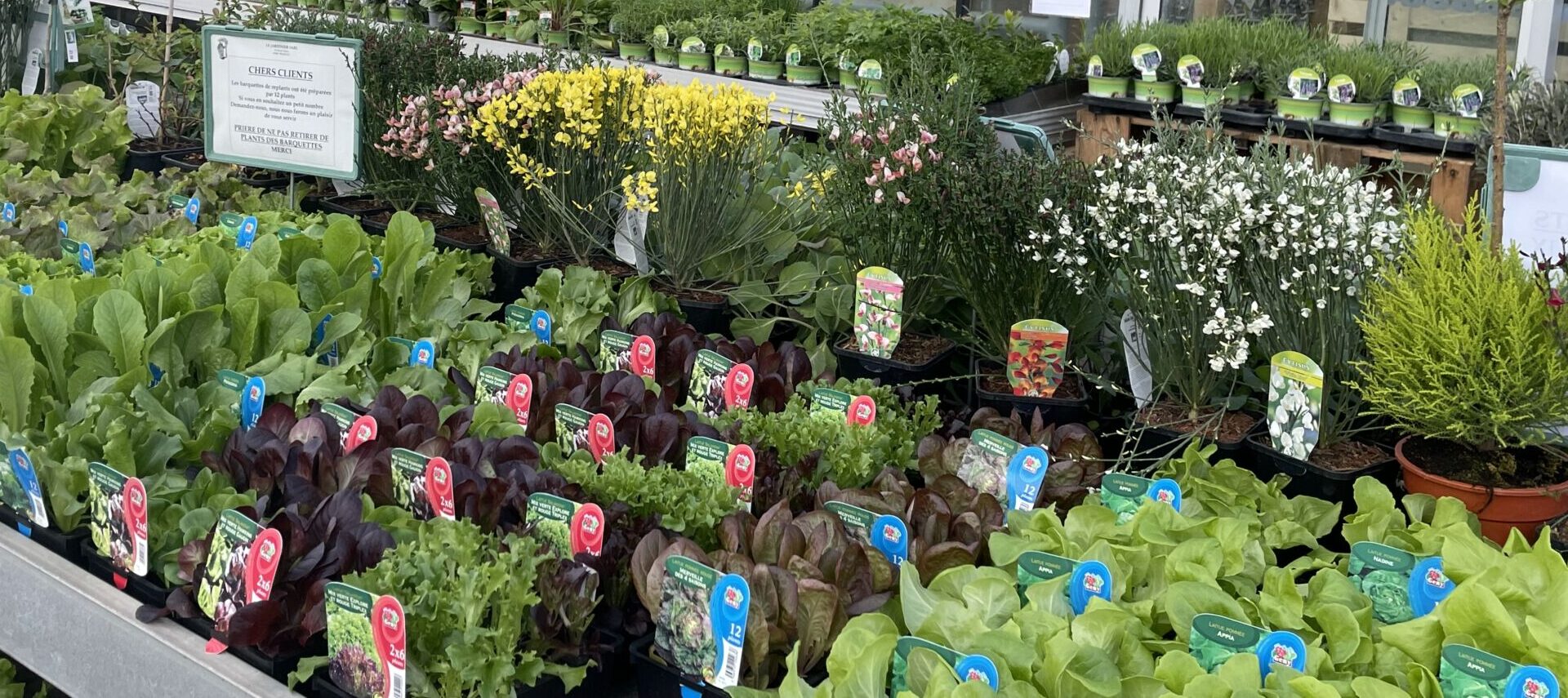 IMG_3098 E1682515501376 1920X855 | Le jardinier Vente de plants de légumes, plantes aromatiques et petits fruits à Sélestat près de Colmar Schiltigheim
