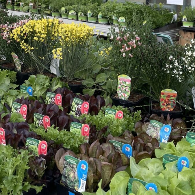 IMG_3098 E1682515501376 675X675 | Le jardinier Potager – fruits et légumes Saint-Dié-des-Vosges
