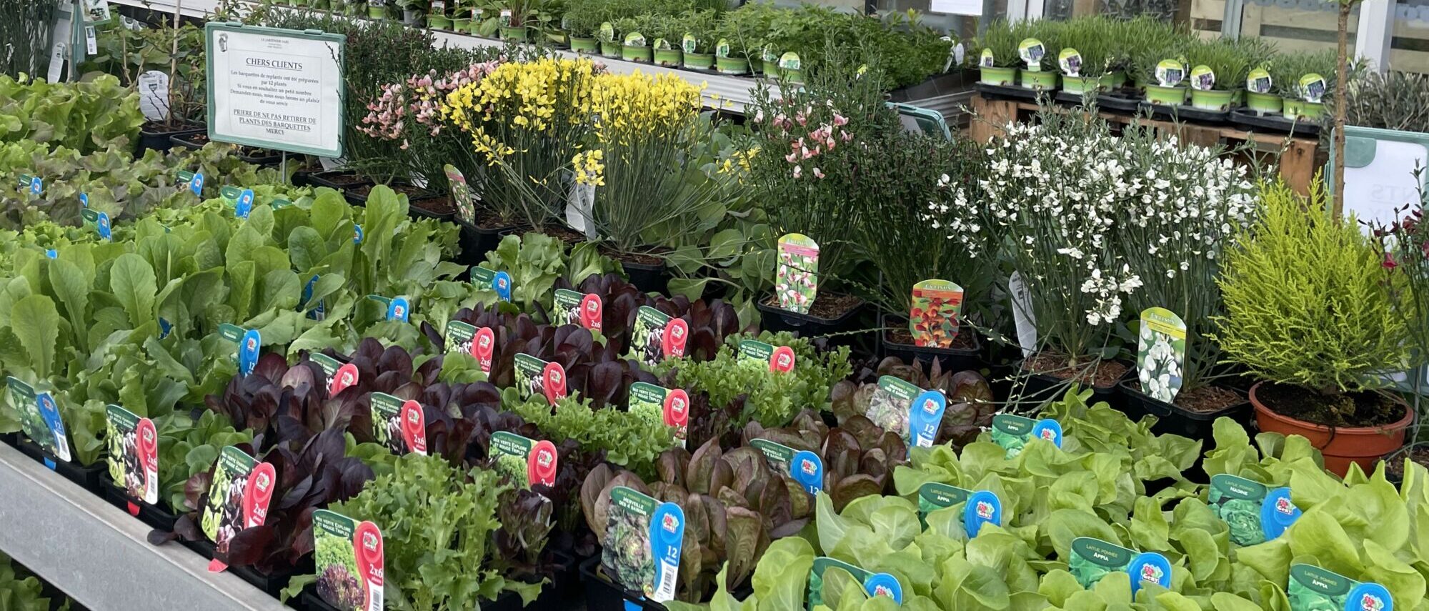IMG_3098 E1682515501376 | Le jardinier Vente de plants de légumes, plantes aromatiques et petits fruits à Sélestat près de Colmar Schiltigheim