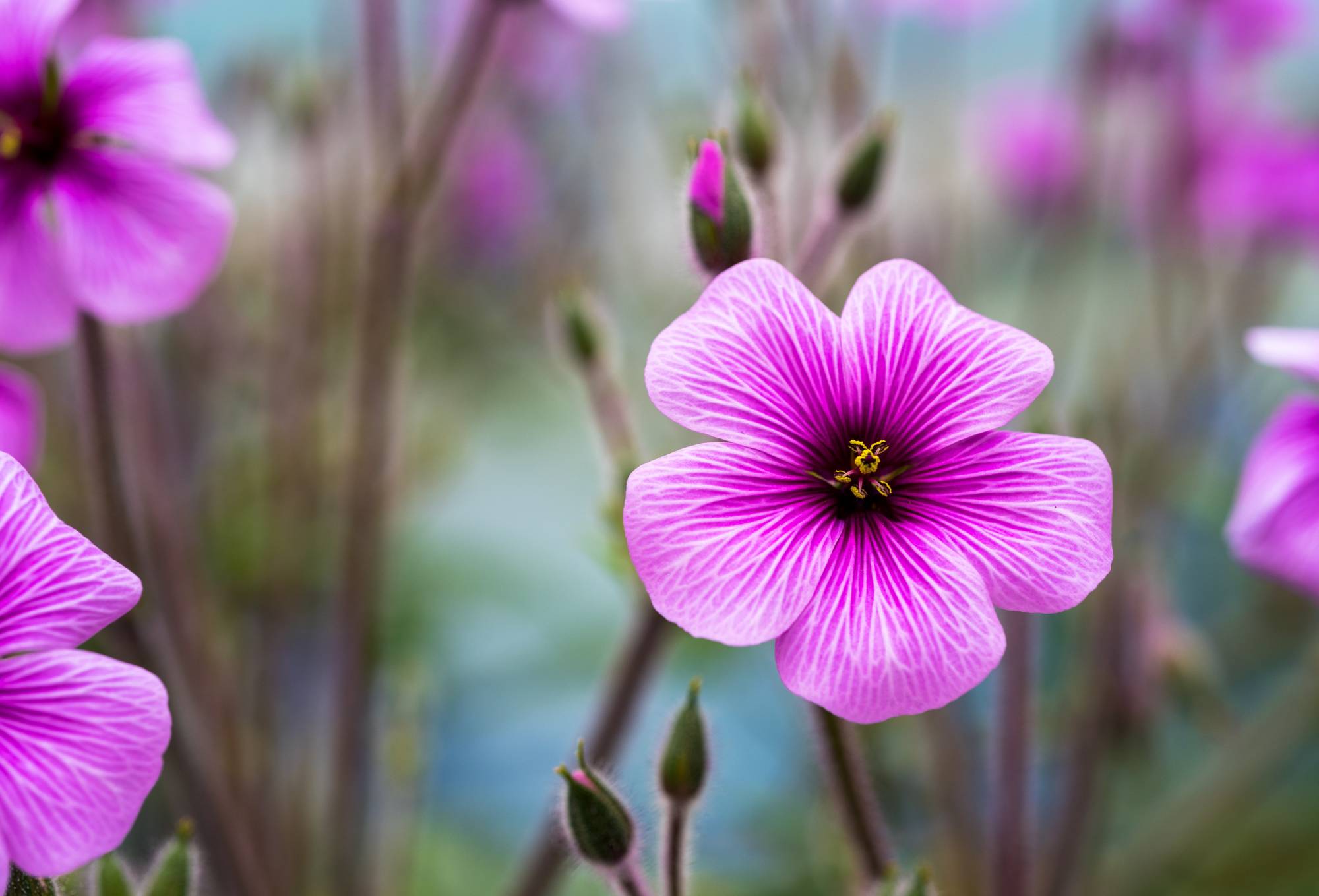GERANIUM_CINEREUM | Le jardinier Quelles sont les meilleures variétés de géraniums vivaces ? Illkirch-Graffenstaden 3