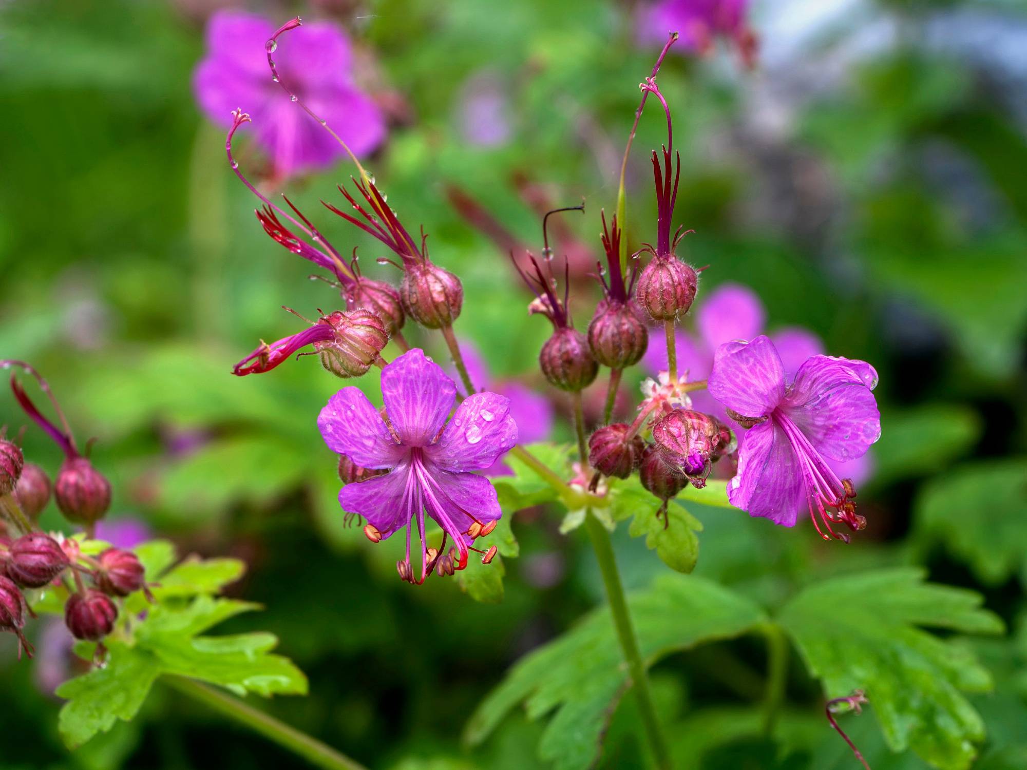 GERANIUM_MACRORRHIZUM | Le jardinier Quelles sont les meilleures variétés de géraniums vivaces ? Ostwald 2