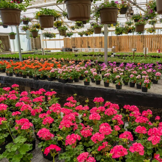 Quelles sont les meilleures combinaisons de g&eacute;raniums pour un massif fleuri ? Schiltigheim