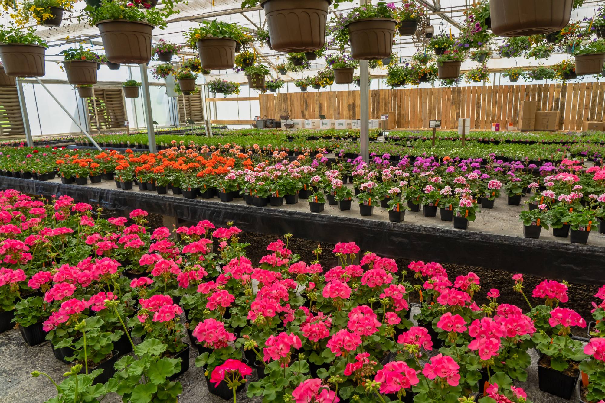 GERANIUM | Le jardinier Quelles sont les meilleures variétés de géraniums vivaces ? Sélestat