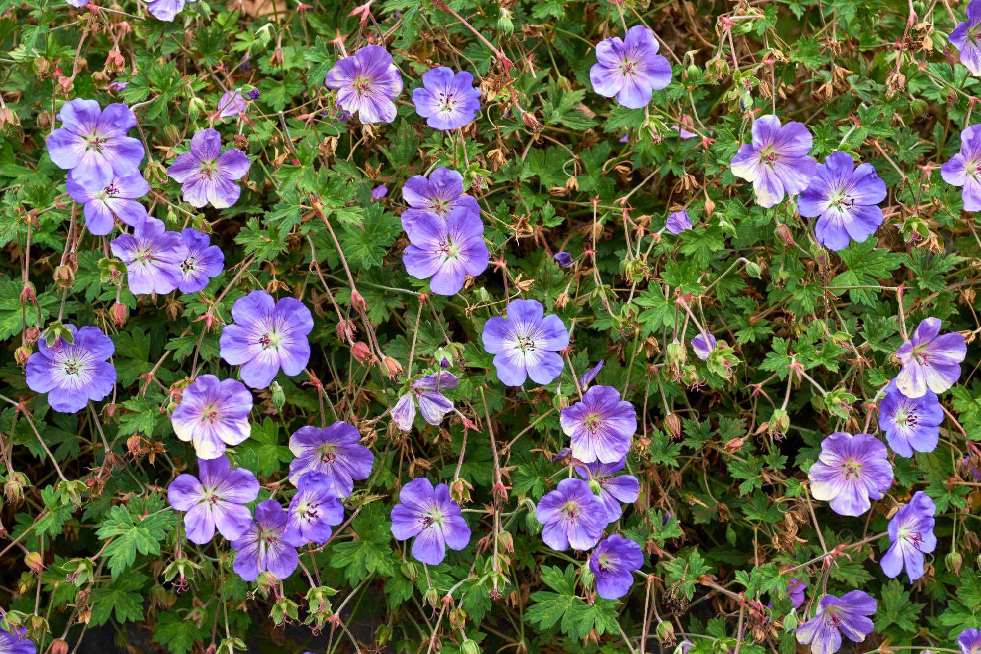 GERANIUM_ROZANNE | Le jardinier Quelles sont les meilleures variétés de géraniums vivaces ? Sélestat 0