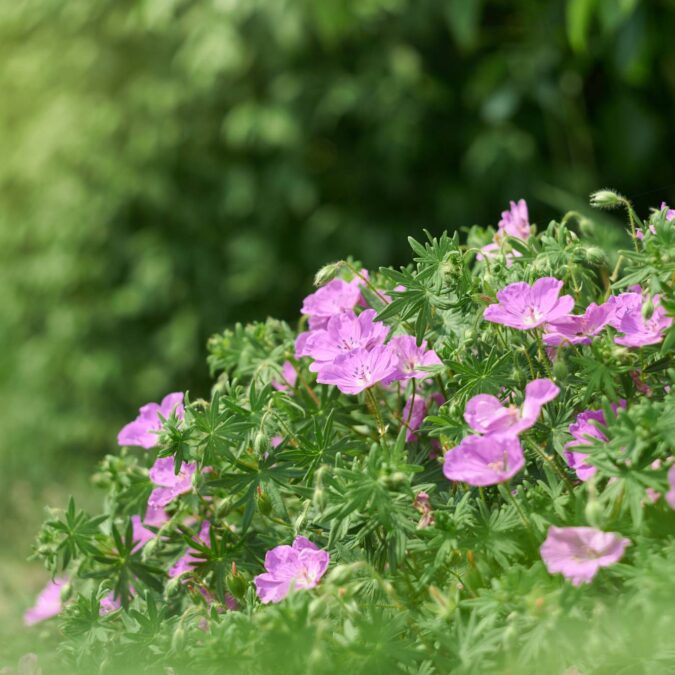 Quels types de composition florale choisir pour un mariage ? Colmar