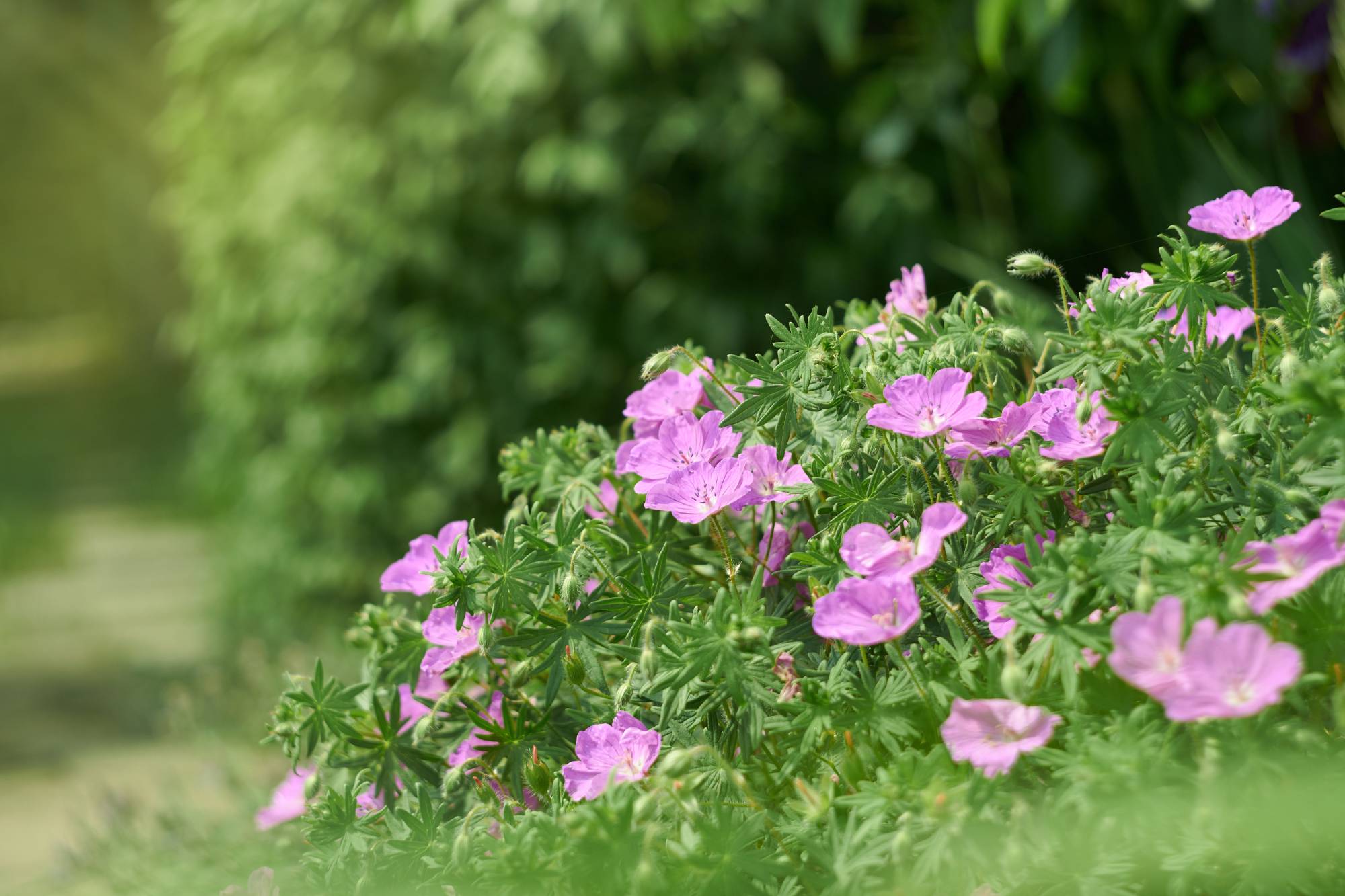 GERNAIUM_SANGUINEUM | Le jardinier Quelles sont les meilleures variétés de géraniums vivaces ? Lingolsheim 1