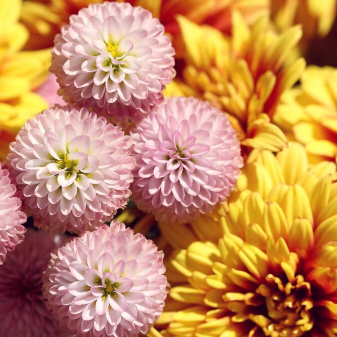 Quelles fleurs coup&eacute;es privil&eacute;gier pour des compositions estivales ? Guebwiller