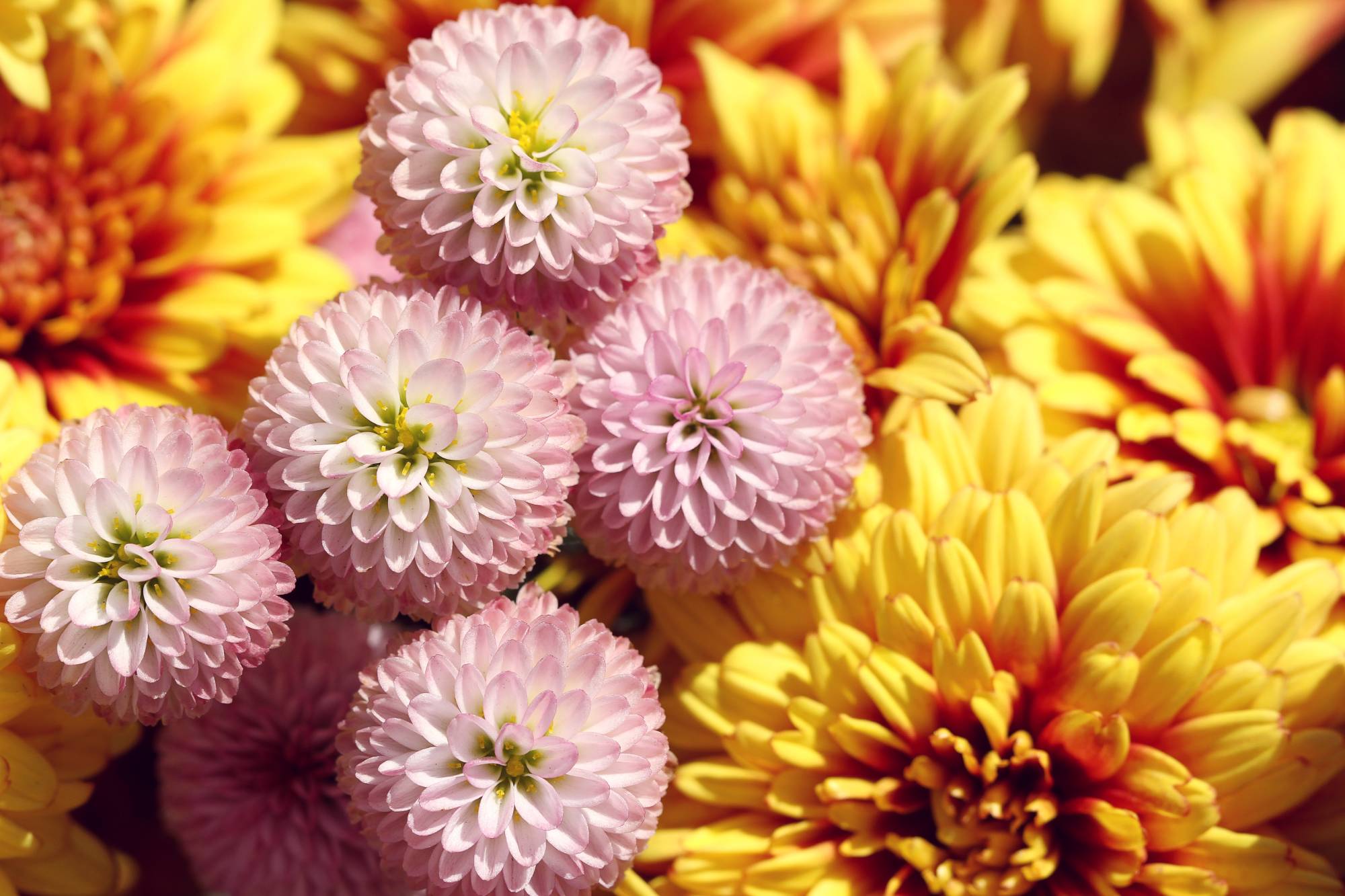 CHRYSANTHEME | Le jardinier Comment créer une composition florale ? Schiltigheim
