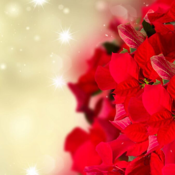 Comment entretenir son poinsettia jusqu’&agrave; No&euml;l prochain ? Erstein