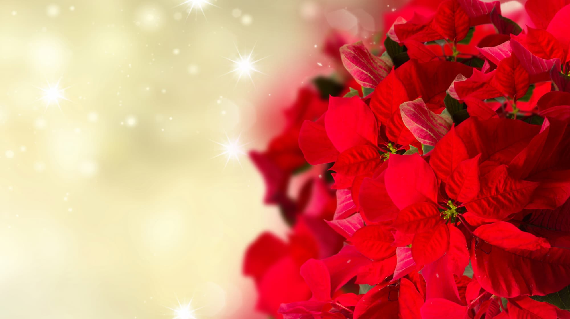 POINSETTIA DE NOËL | Le jardinier Comment entretenir son poinsettia jusqu’à Noël prochain ? Erstein