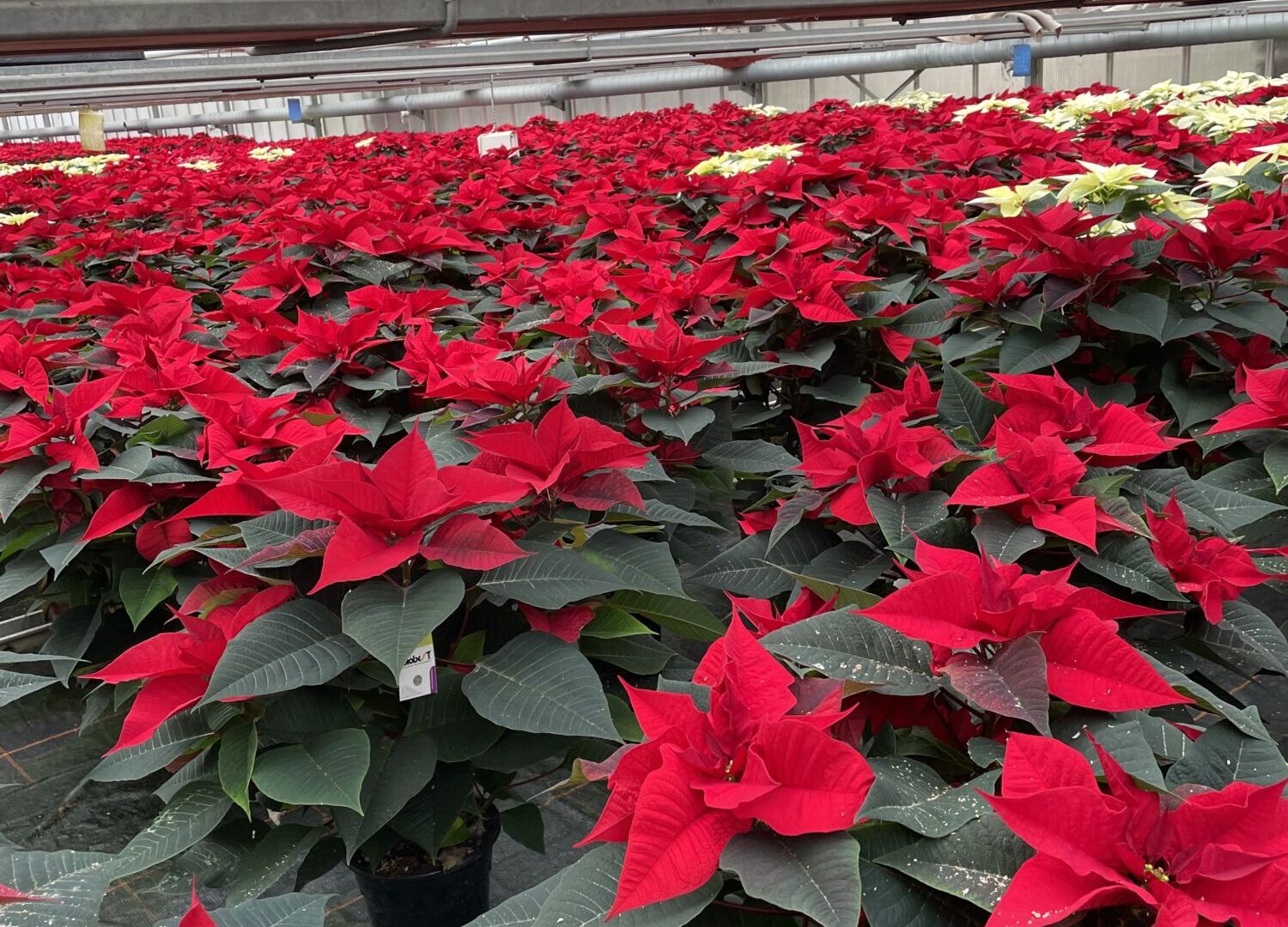 IMG_3474 E1701250401944 1500X1080 | Le jardinier Comment faire refleurir les poinsettias ? Strasbourg