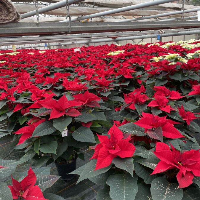 Comment faire refleurir les poinsettias ? Strasbourg