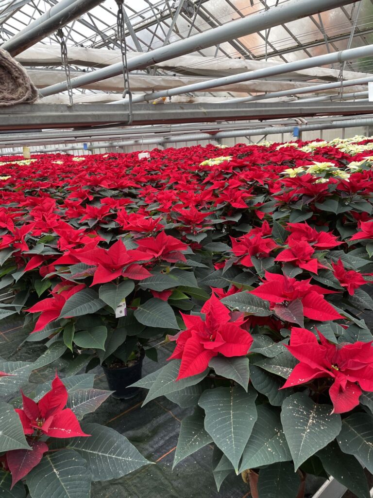 Des Poinsettias d’exception cultiv&eacute;s avec passion dans nos serres &agrave; S&eacute;lestat ! Saint-Di&eacute;-des-Vosges 5
