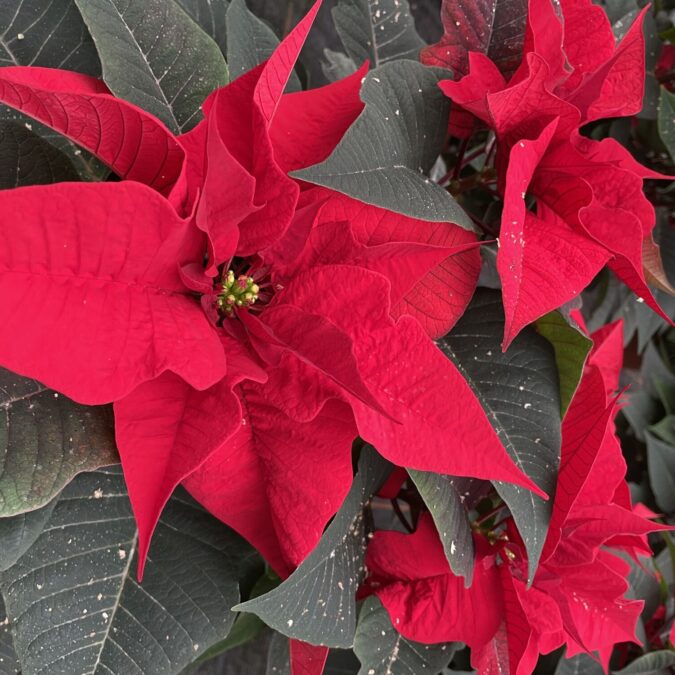 Comment choisir un poinsettia de qualit&eacute; pour les f&ecirc;tes de fin d’ann&eacute;e ? Obernai