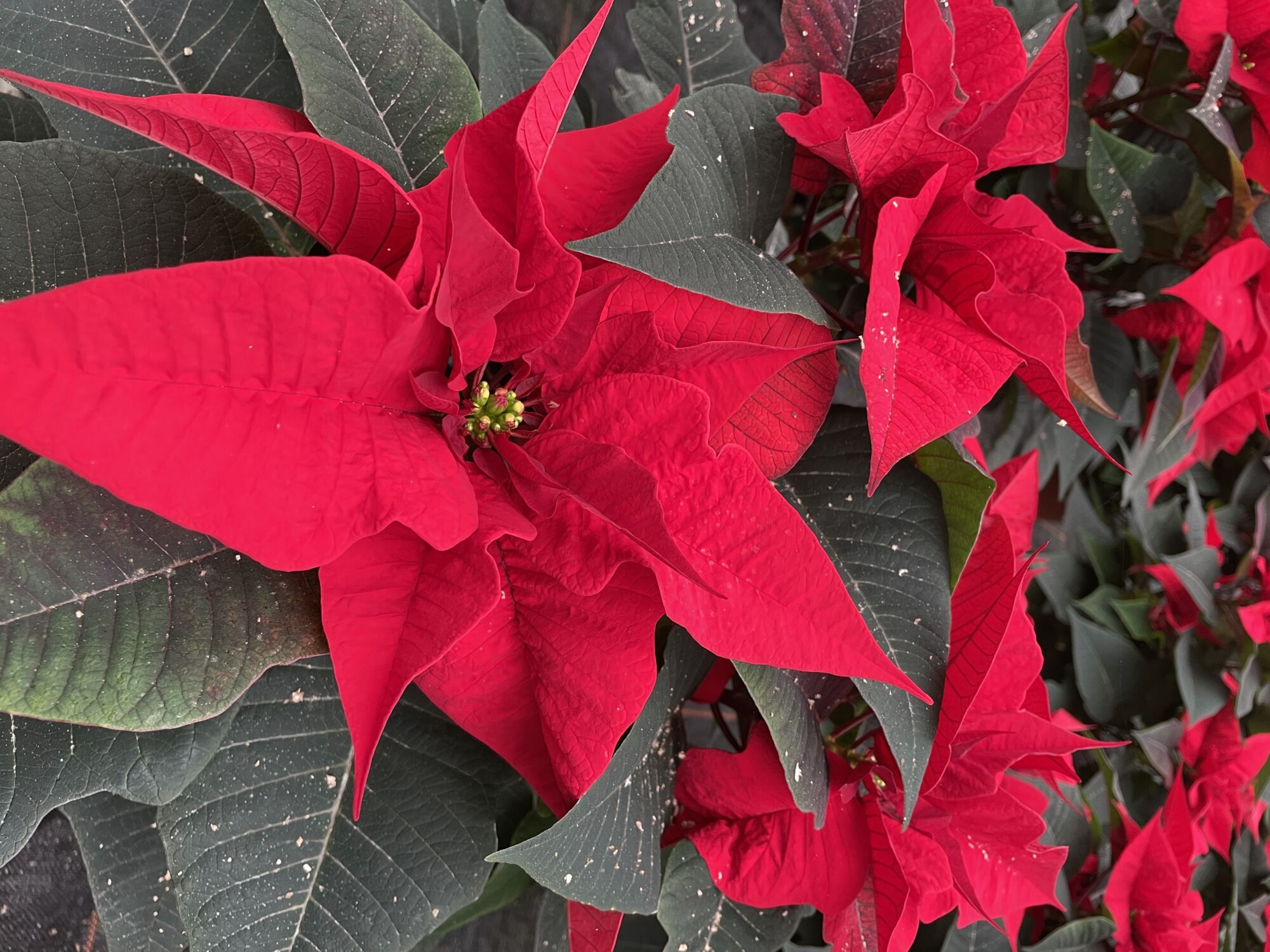 IMG_3475 | Le jardinier Comment choisir un poinsettia de qualité pour les fêtes de fin d’année ? Obernai