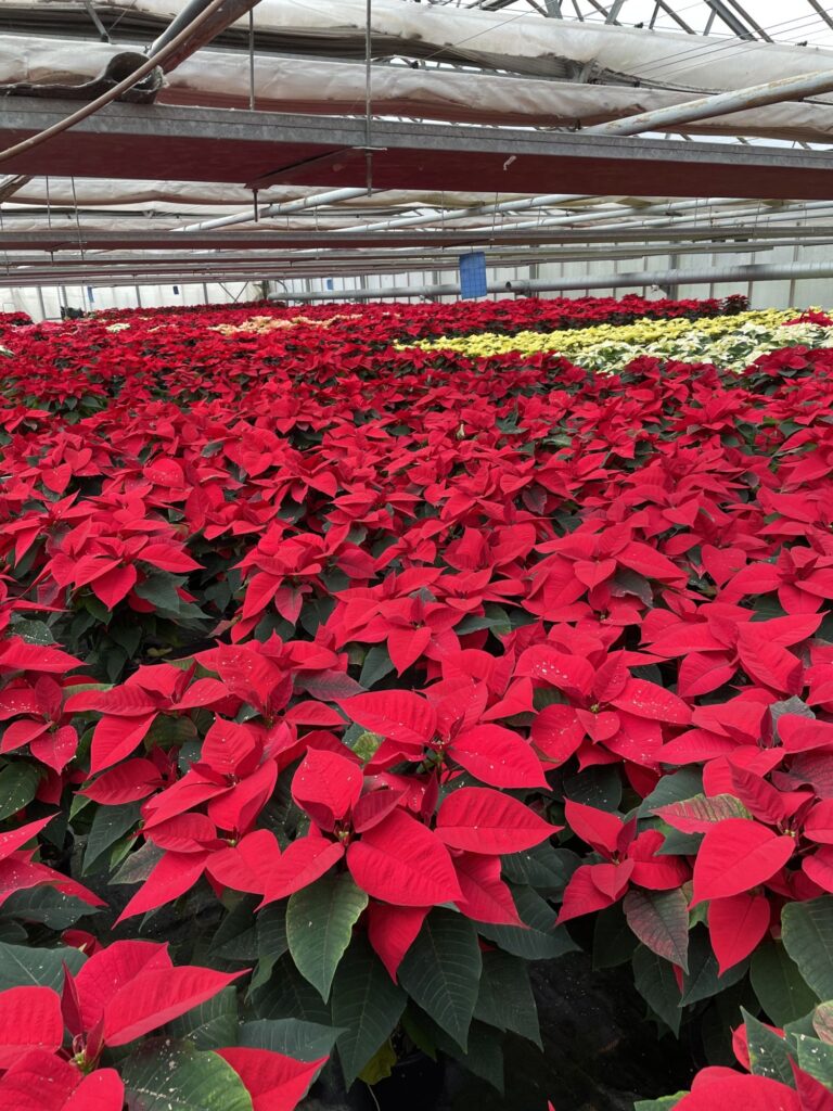 Des Poinsettias d’exception cultiv&eacute;s avec passion dans nos serres &agrave; S&eacute;lestat ! S&eacute;lestat 3