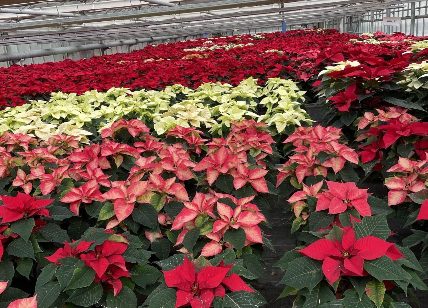 IMG_3477 E1701250416979 1500X1080 | Le jardinier Des Poinsettias d’exception cultivés avec passion dans nos serres à Sélestat ! Ostwald