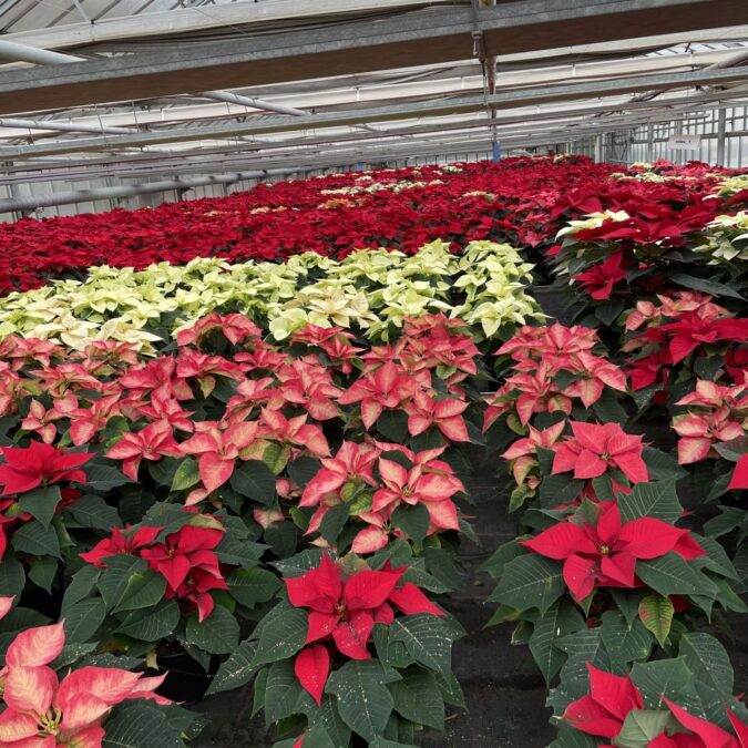 Des Poinsettias d’exception cultiv&eacute;s avec passion dans nos serres &agrave; S&eacute;lestat ! Ostwald