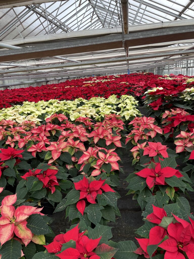 Des Poinsettias d’exception cultiv&eacute;s avec passion dans nos serres &agrave; S&eacute;lestat ! Lingolsheim 2