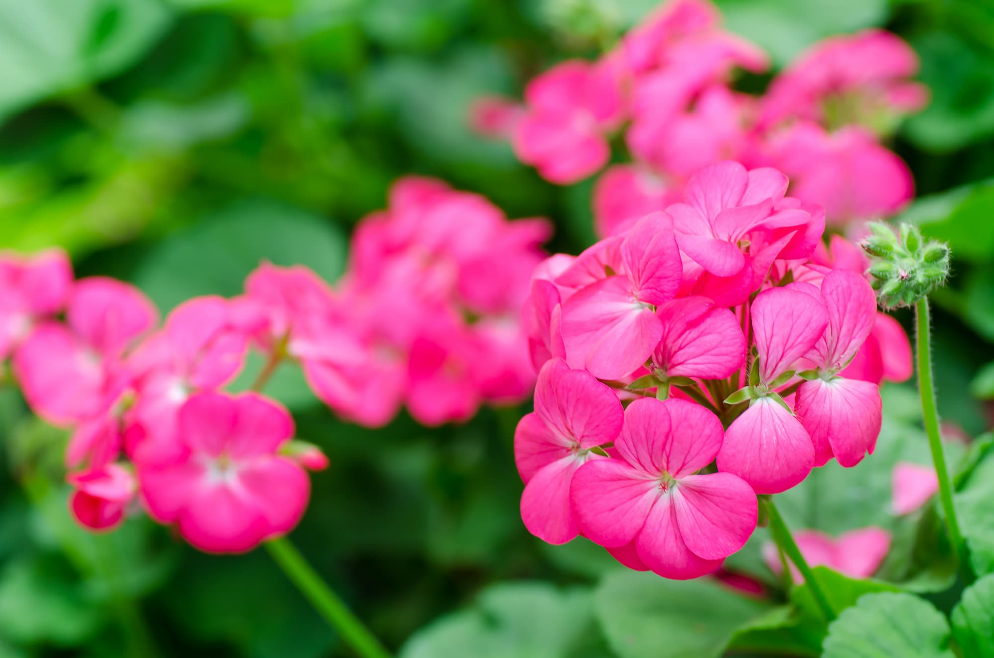 EMPLACEMENT_GERANIUM | Le jardinier Comment choisir l’emplacement idéal pour ses géraniums ? Schiltigheim