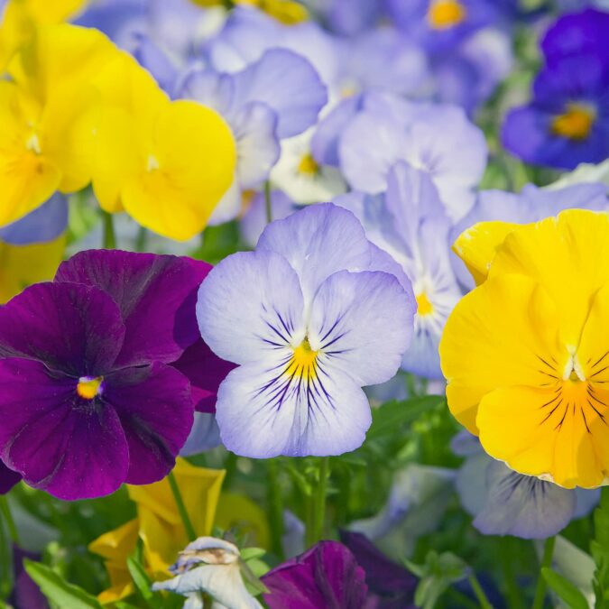 Quelles pens&eacute;es choisir pour un jardin color&eacute; en automne ? Saint-Di&eacute;-des-Vosges