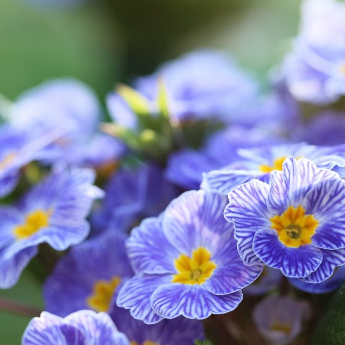 Quelles vari&eacute;t&eacute;s de primev&egrave;res choisir pour un jardin color&eacute; au printemps ? Obernai