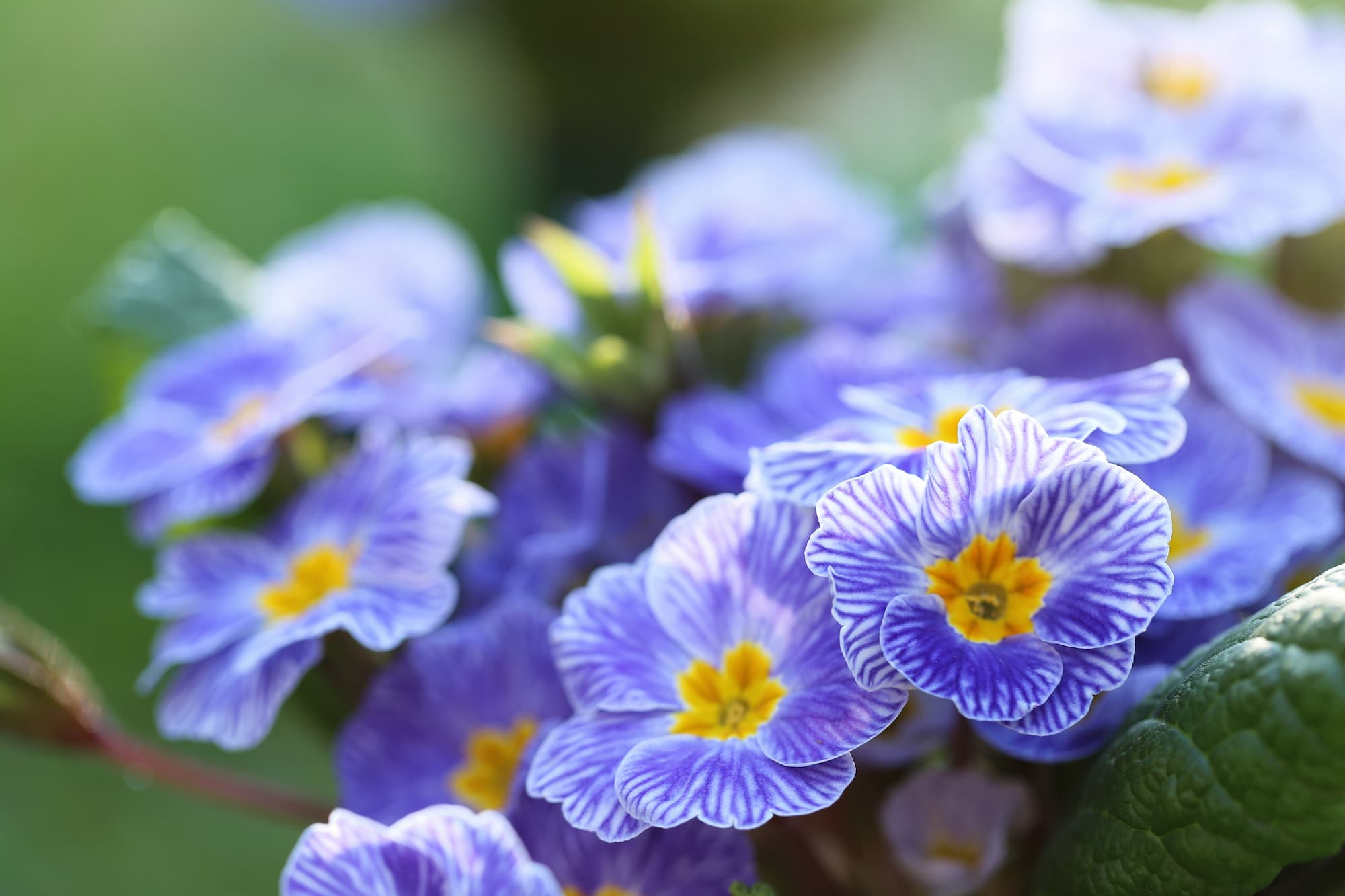 PRIMEVERE | Le jardinier Quelles variétés de primevères choisir pour un jardin coloré au printemps ? Obernai