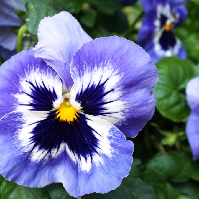 Quelles fleurs privil&eacute;gier pour honorer un proche &agrave; la Toussaint sans tomber dans les clich&eacute;s ? S&eacute;lestat