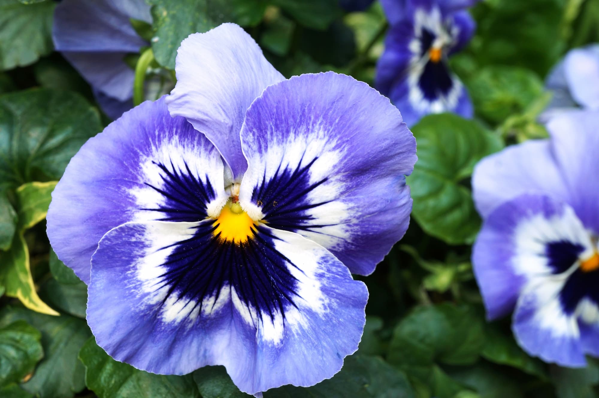 Quelles fleurs privil&eacute;gier pour honorer un proche &agrave; la Toussaint sans tomber dans les clich&eacute;s ? S&eacute;lestat